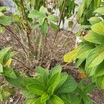 Hydrangea paniculata 葉