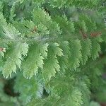 Achillea odorata Blad