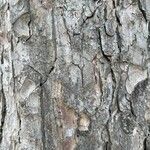 Picea smithiana Bark