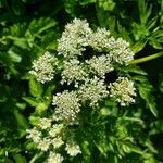 Oenanthe sarmentosa Flower