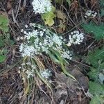 Allium subhirsutum Flower