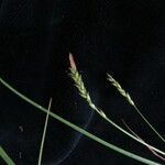 Carex munda