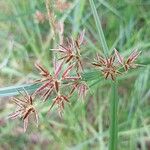 Cyperus longusКветка