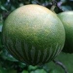 Citrus maxima Fruit