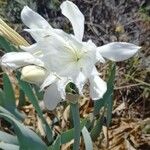 Pancratium maritimum Λουλούδι