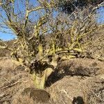 Commiphora schimperi Кора