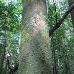 Eperua rubiginosa Corteza