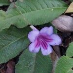 Streptocarpus primulifolius Kukka