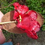 Rhododendron sherriffii Flors