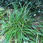 Carex austroalpina Leaf