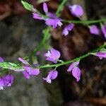 Polygala nicaeensis Fula