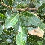 Lithraea molleoides Hoja