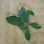 Pouteria singularis Leaf