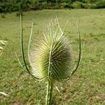 Dipsacus fullonum Blüte