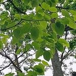 Hovenia dulcis Frunză