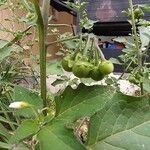 Solanum nigrum Owoc