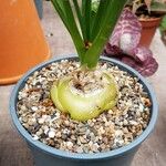 Albuca spiralis Outro