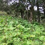 Ligularia fischeri Habit