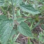 Scutellaria ovata Leaf