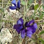 Polygala microphylla Fiore