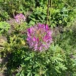 Cleome spinosa Květ