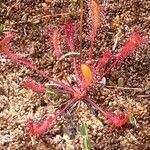 Drosera anglica पत्ता