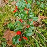 Cotoneaster simonsii Vaisius