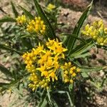 Euthamia graminifolia Blüte