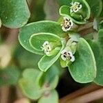 Chamaesyce serpens Цвят