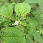 Miconia crenata ശീലം