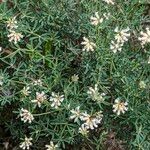 Dorycnium pentaphyllum 花
