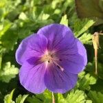 Geranium himalayense Листок