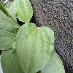 Plantago major Лист