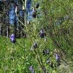 Aconitum columbianum Tervik taim