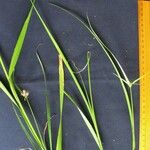 Rhynchospora radicans Altul/Alta