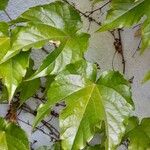 Parthenocissus tricuspidata Leaf