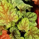 Heuchera americana 葉