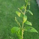 Lipandra polysperma عادت داشتن