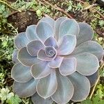 Echeveria gibbifloraΦύλλο