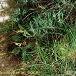 Carex distachya Habit