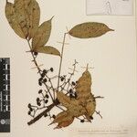 Toxicodendron succedaneum Other