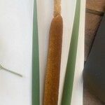 Typha orientalis Hedelmä