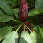 Rhododendron auriculatum Hoja