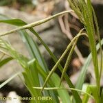 Carex perraudieriana Corteza