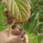 Hyptis brevipes Hoja