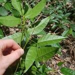 Bignonia capreolata List