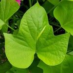 Ipomoea batatas Hoja