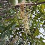 Macadamia tetraphylla Blüte