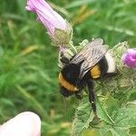 Malva sylvestrisFlor