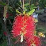 Callistemon citrinus花